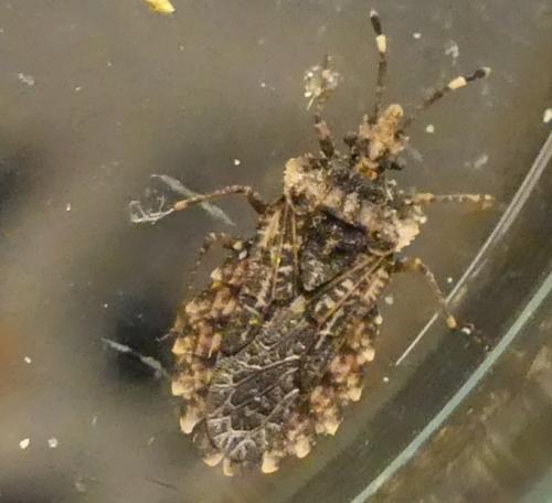 Aradus ribauti